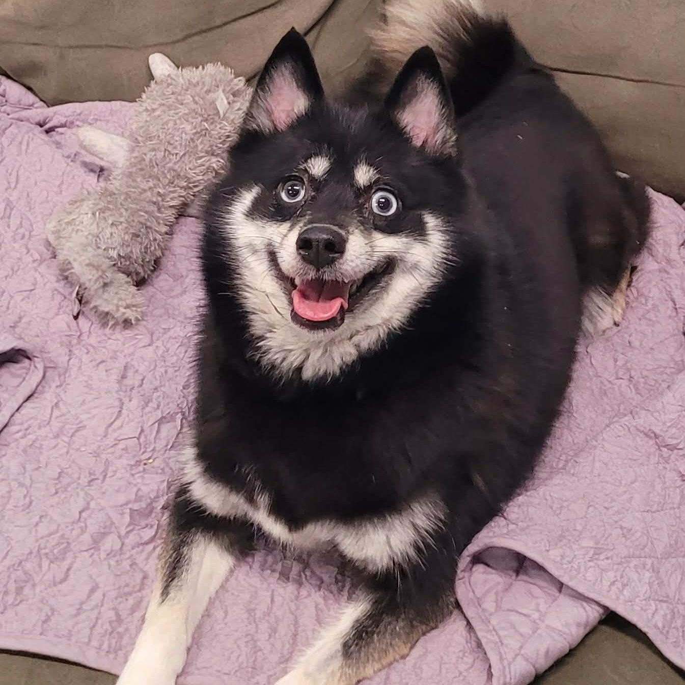 Enlarge Morticia! Playful Pup!, an adopted mixed breed in Meriden, CT image 5/6