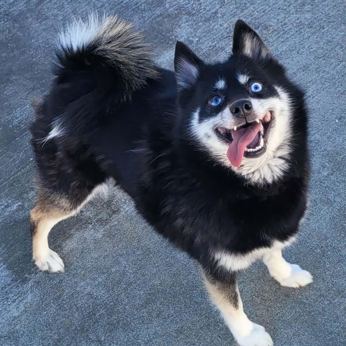 Enlarge Morticia! Playful Pup!, an adopted mixed breed in Meriden, CT image 6/6