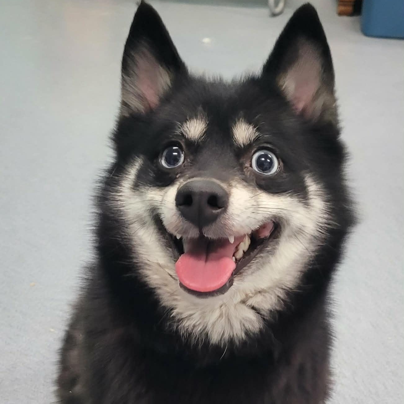 Morticia! Playful Pup!, adopted, Young Female Shiba Inu & Pomeranian.