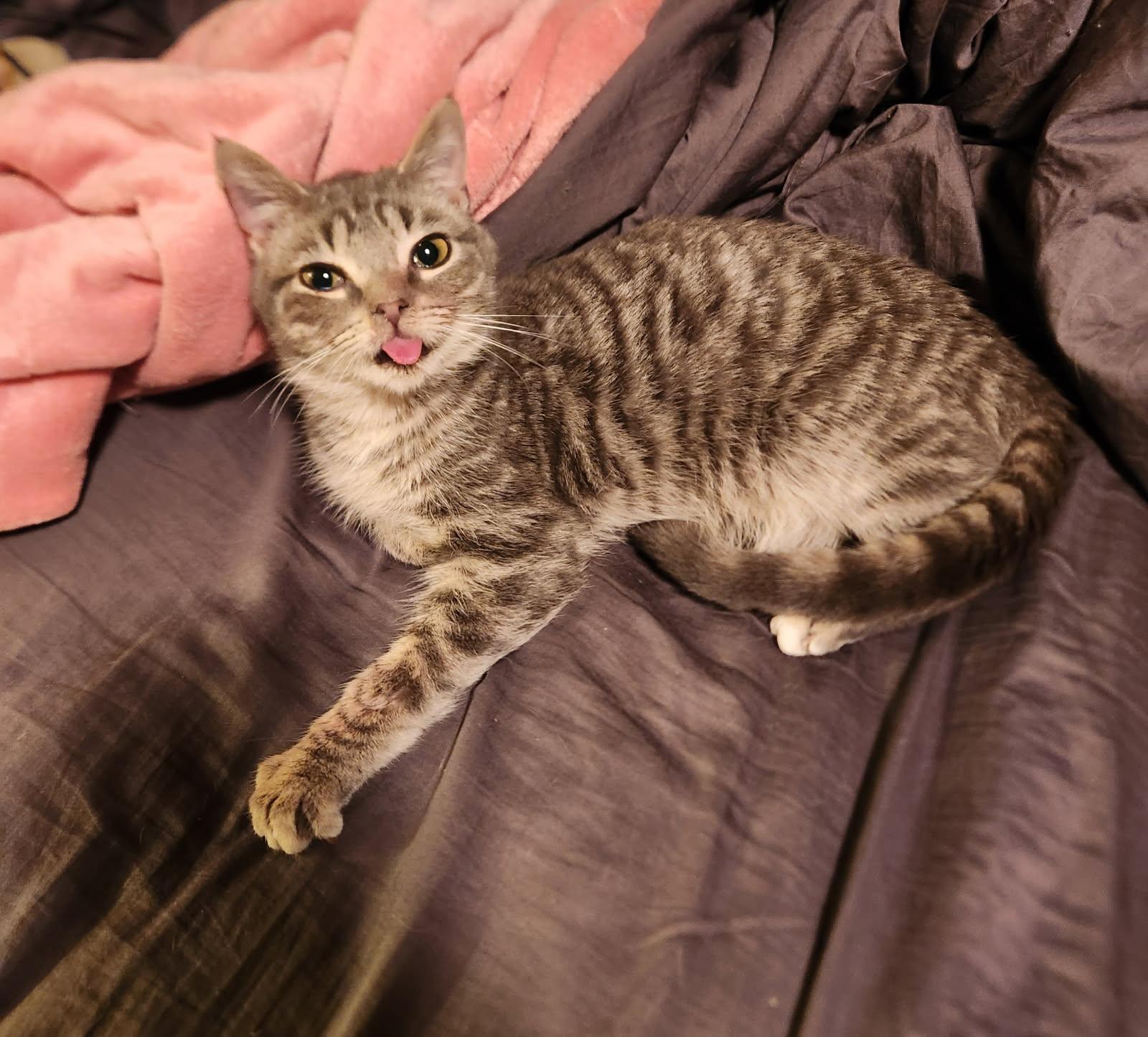 Rocket, an adoptable Domestic Short Hair in Greenwood, IN image 1/3