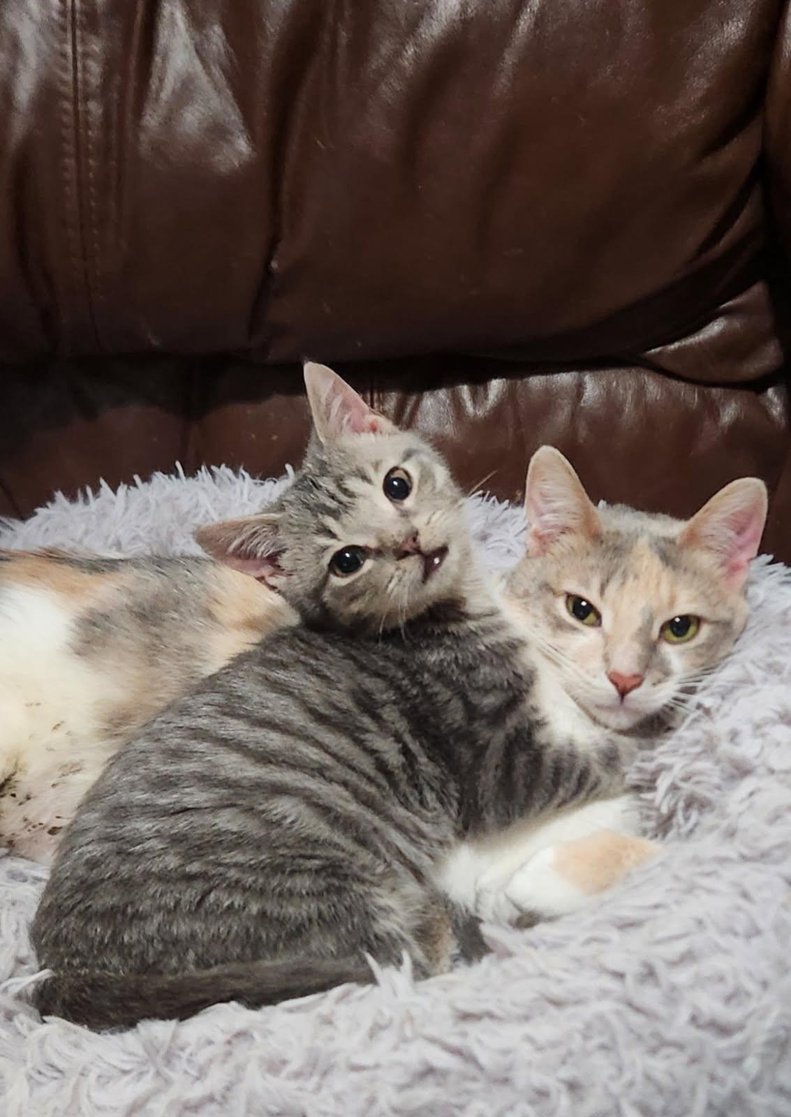 Rocket, an adoptable Domestic Short Hair in Greenwood, IN image 3/3