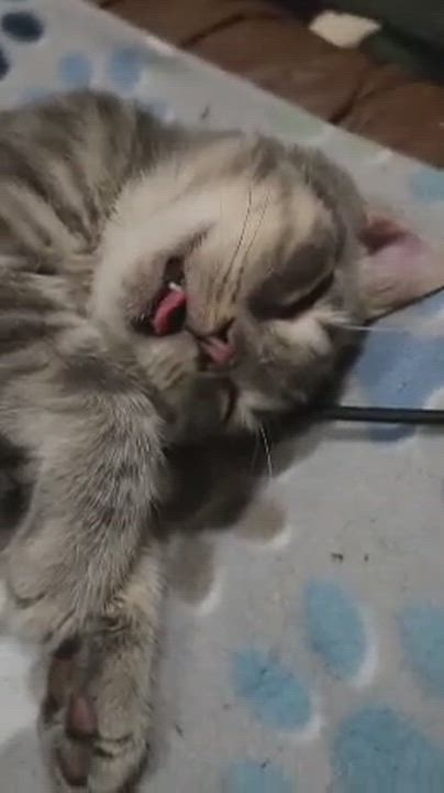 Enlarge Rocket, an adoptable Domestic Short Hair in Greenwood, IN video 2/3