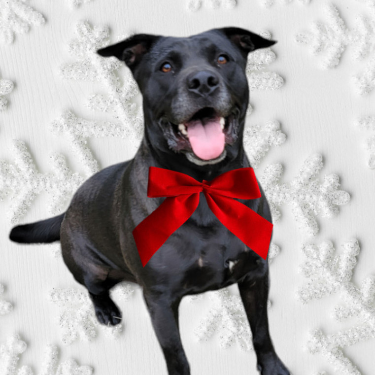 Enlarge Micky, a Adoptable mixed breed in Houston, TX image 1/5