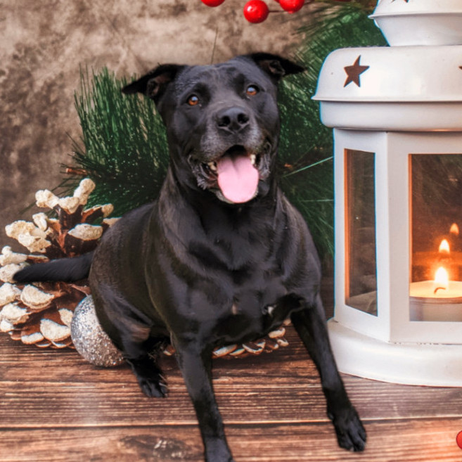 Enlarge Micky, a Adoptable mixed breed in Houston, TX image 2/5