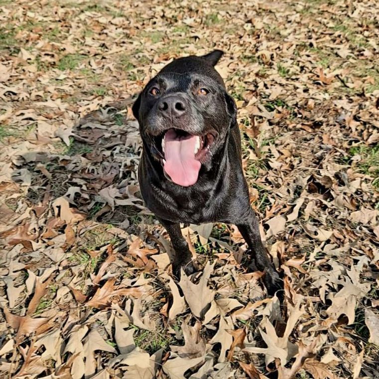 Micky, Adoptable, Adult Male Black Labrador Retriever.