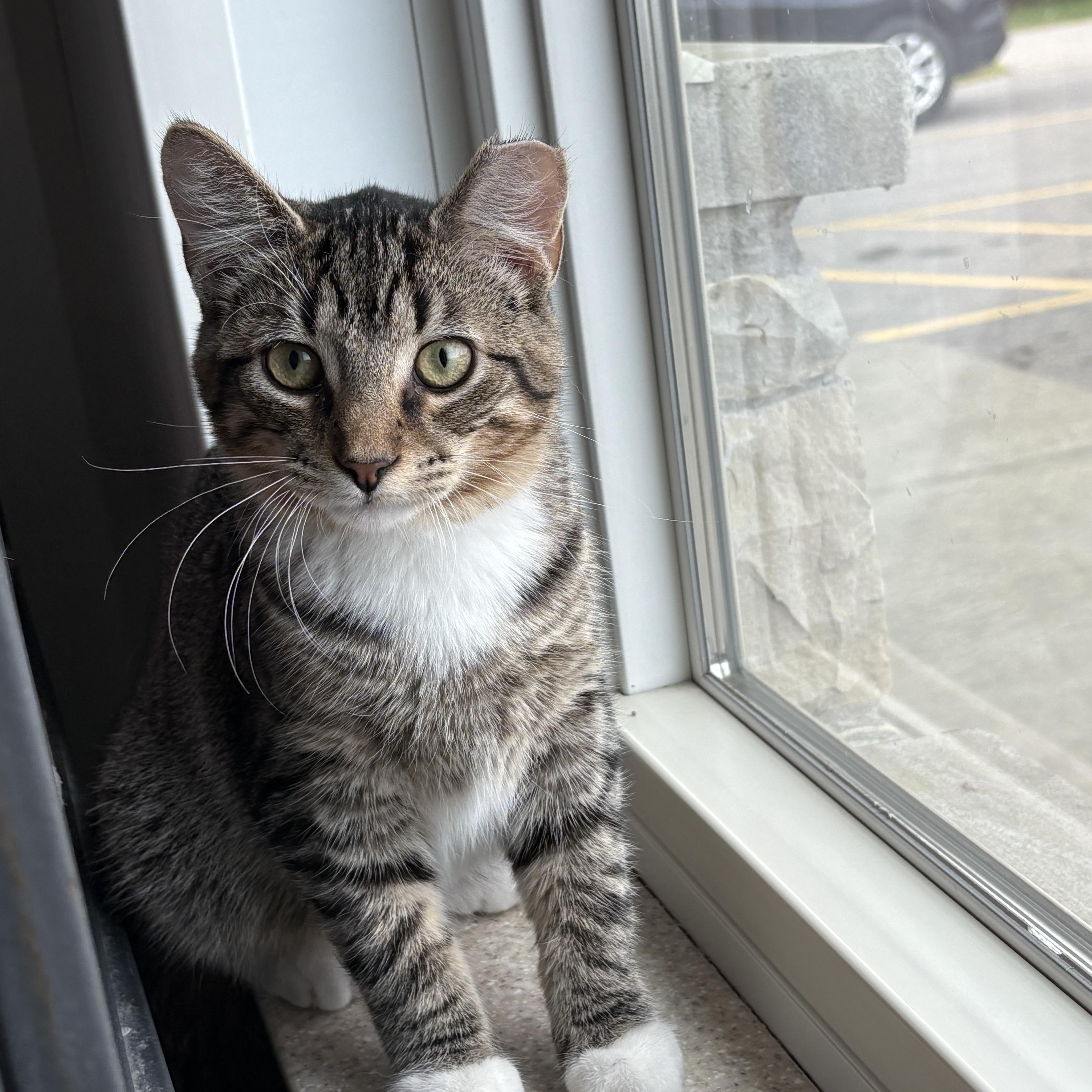 Dixon, Adoptable, Young Male Domestic Short Hair.