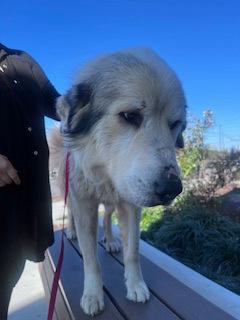 Enlarge Glacier, a ADOPTABLE Great Pyrenees in East Haddam, CT image 2/3