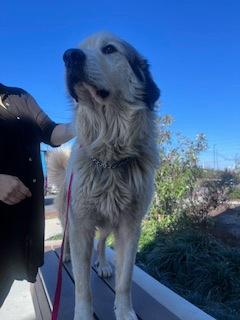 Enlarge Glacier, a ADOPTABLE Great Pyrenees in East Haddam, CT image 3/3