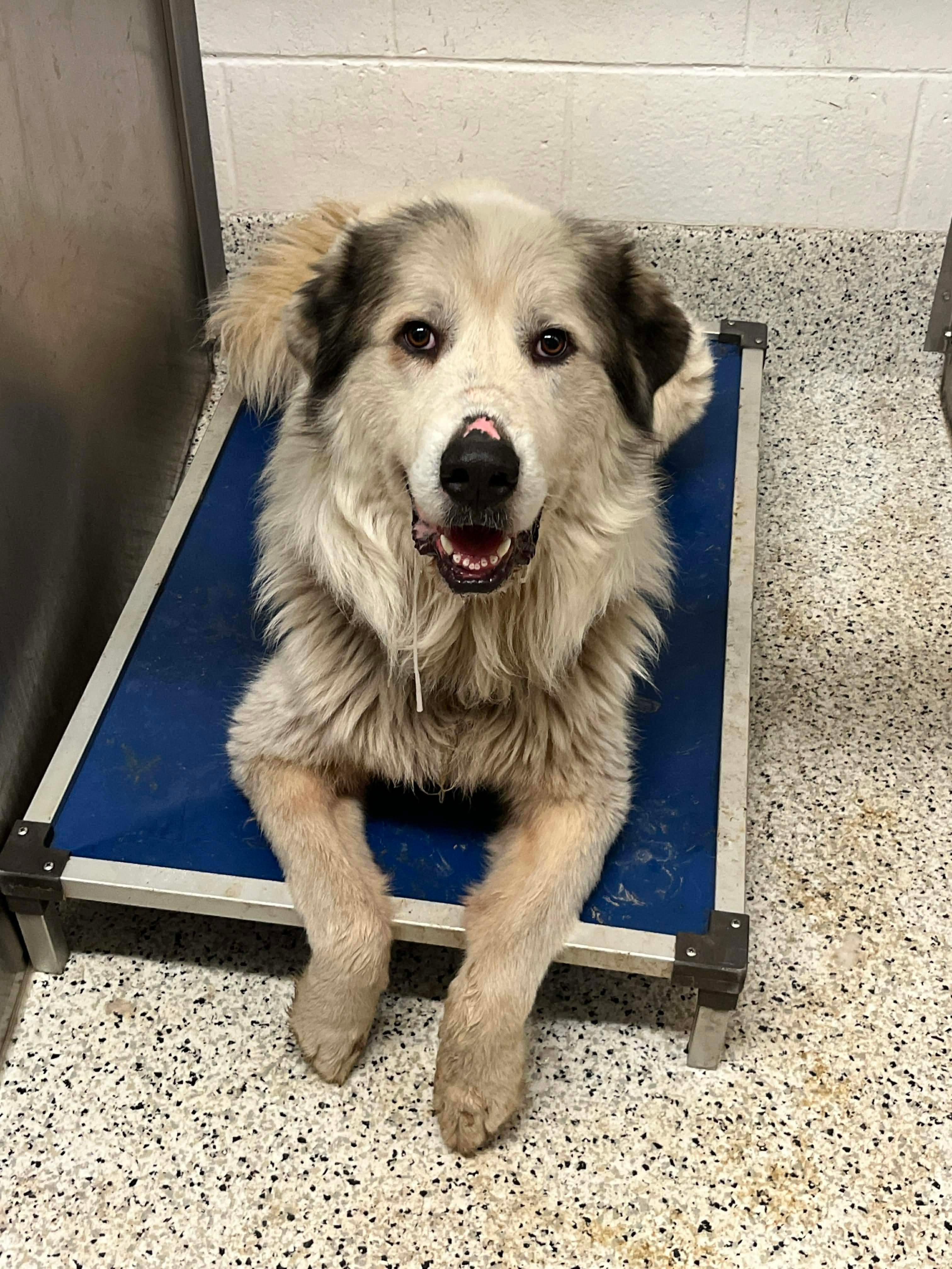 Enlarge Glacier, a ADOPTABLE Great Pyrenees in East Haddam, CT image 1/3