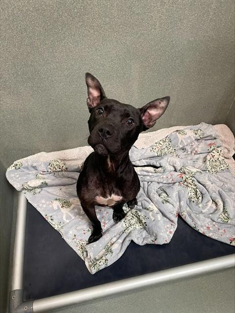 DAGGER, Adoptable, Young Female Pit Bull Terrier.