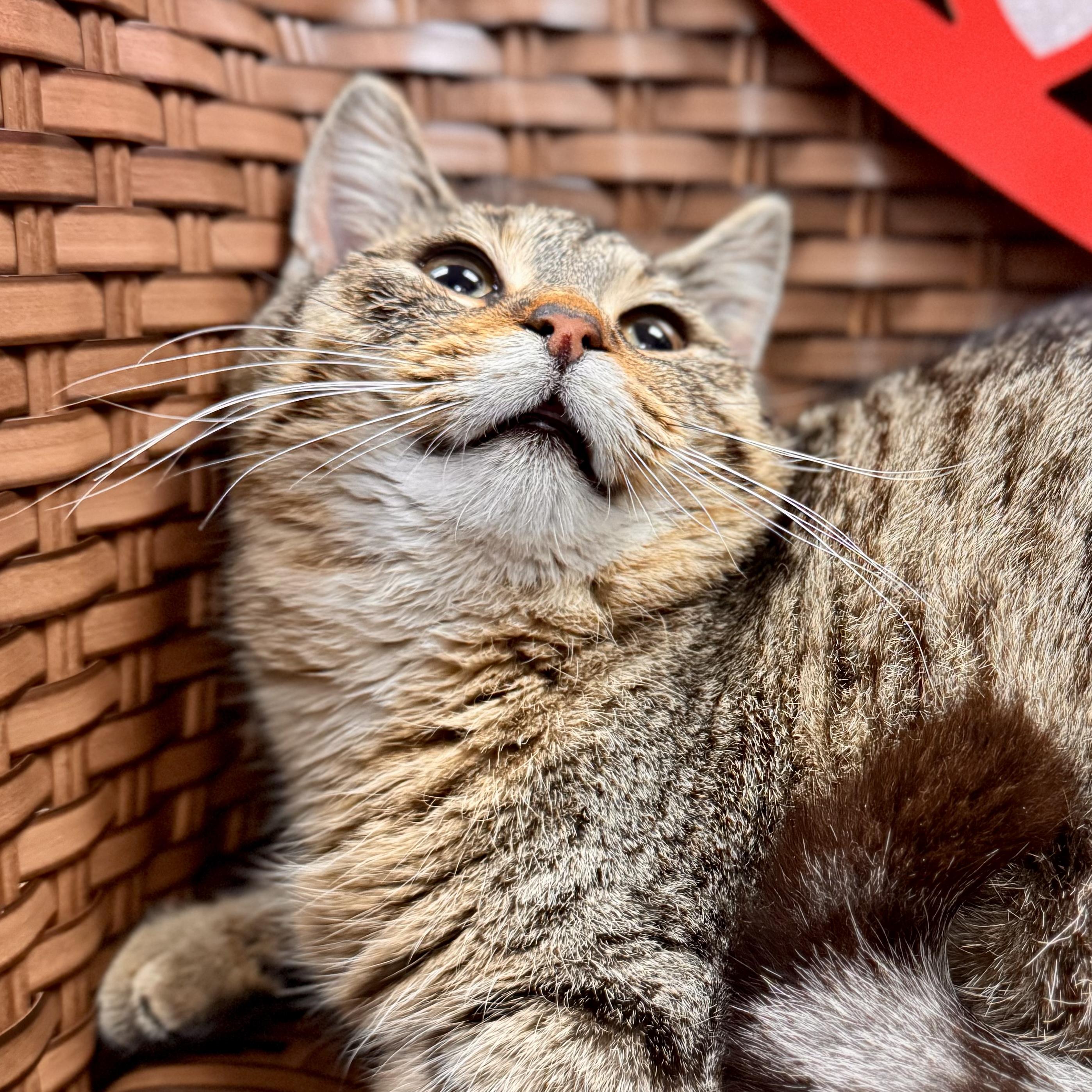 Crumble Cake, adopted, Young Male Domestic Short Hair.