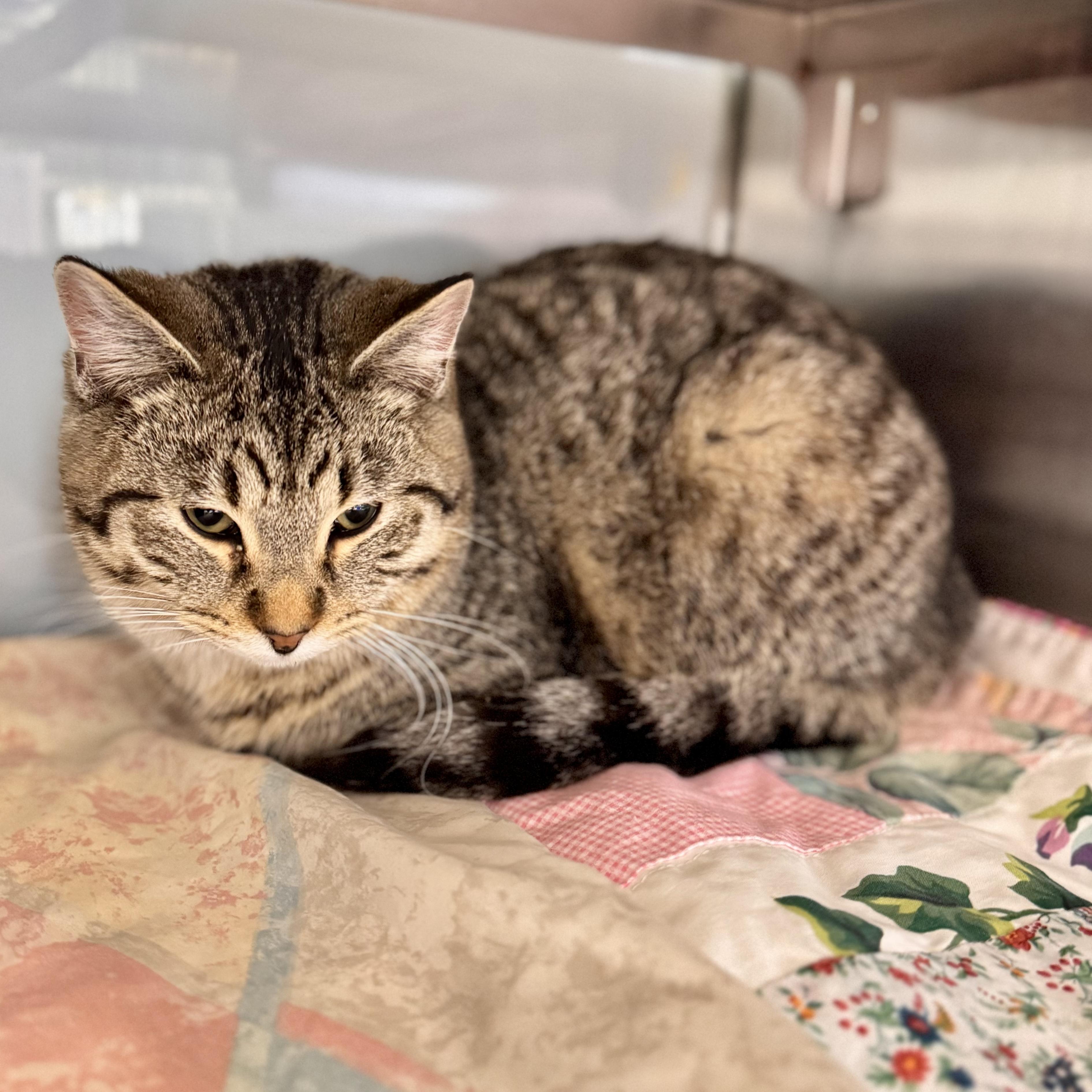 Enlarge Crumble Cake, an adopted Domestic Short Hair in Midland, MI image 3/4