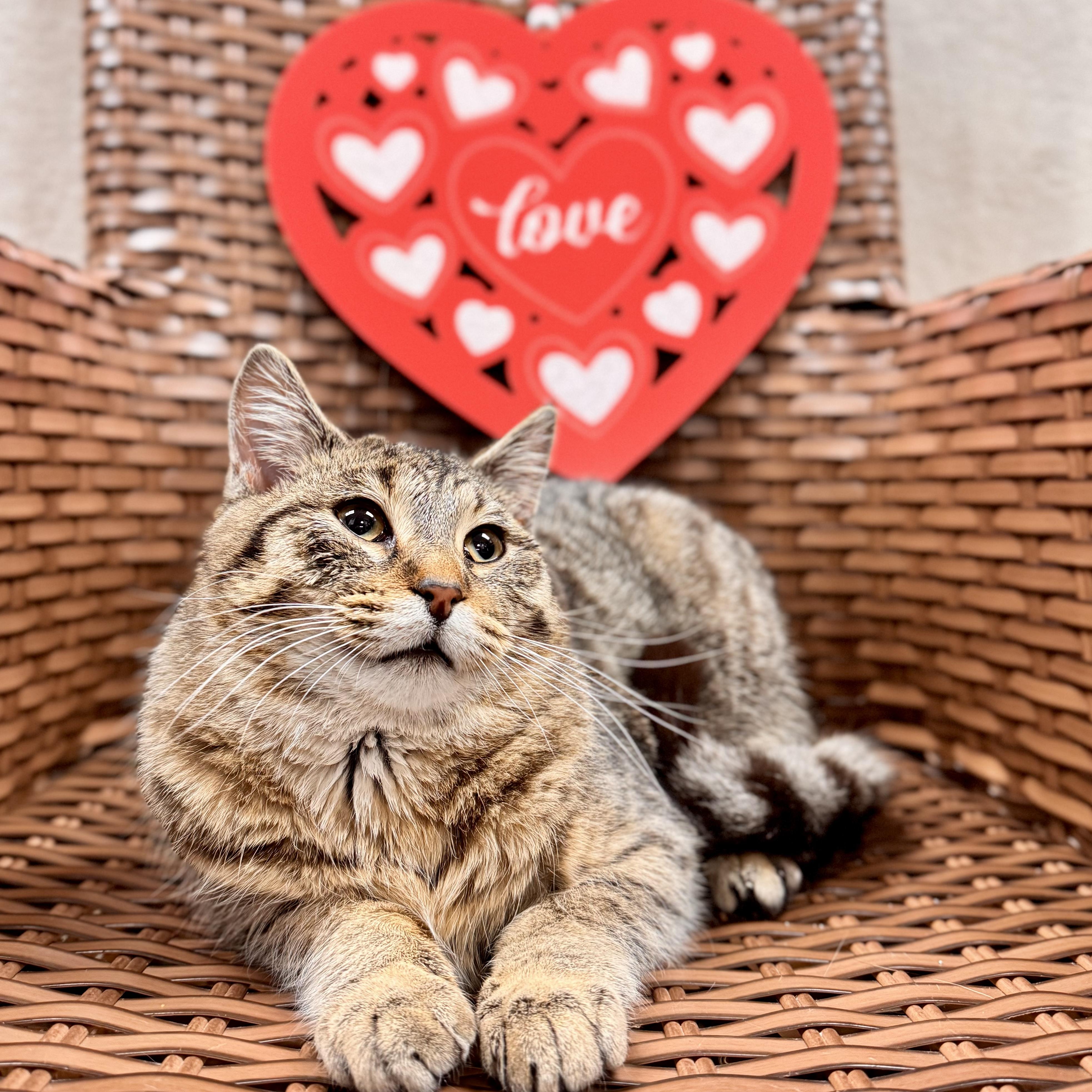 Enlarge Crumble Cake, an adopted Domestic Short Hair in Midland, MI image 4/4