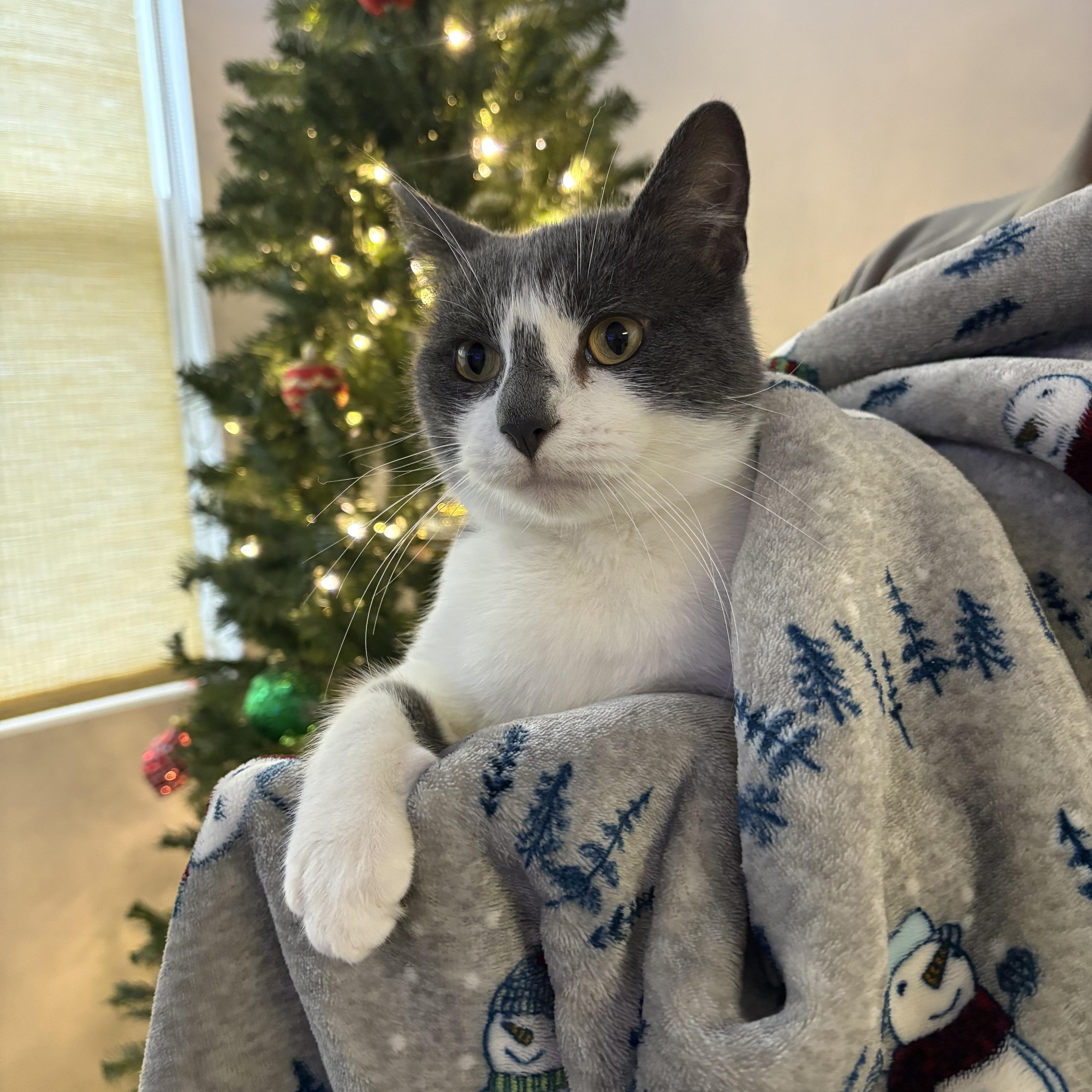 Enlarge Josh, a Adoptable Domestic Short Hair in Blue Springs, MO image 1/1