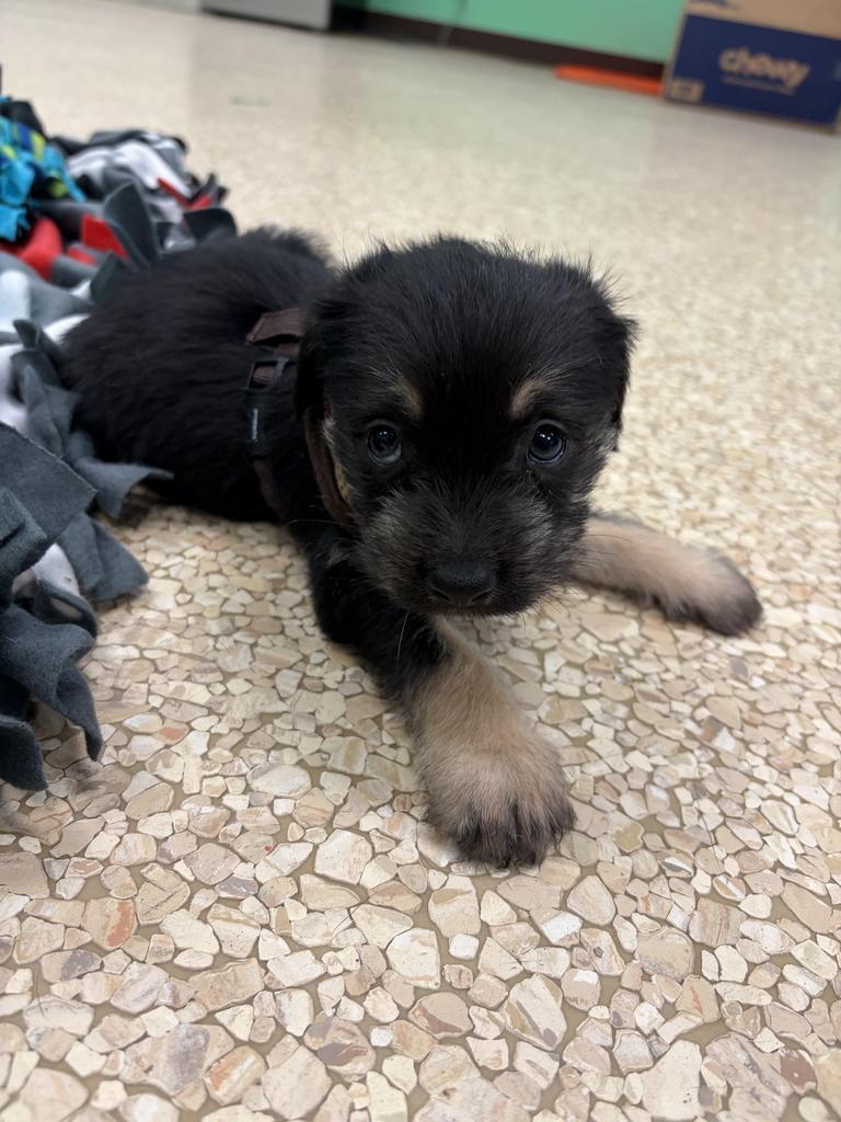 Turkey, a Adoptable mixed breed in Utica, MI image 1/3