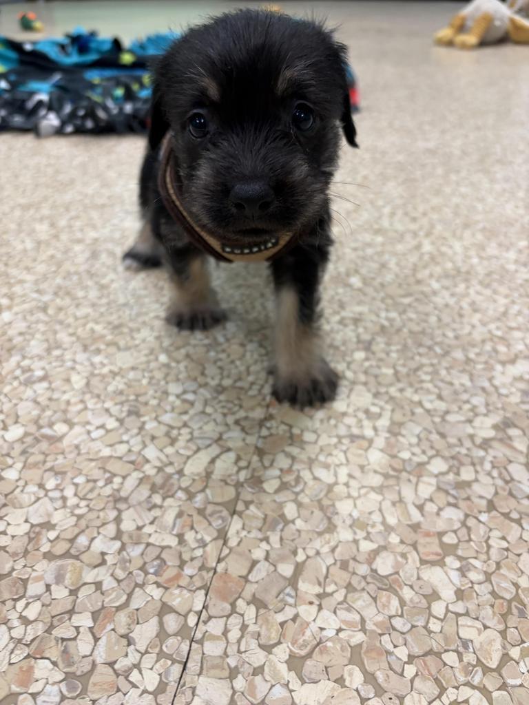 Turkey, a Adoptable mixed breed in Utica, MI image 2/3