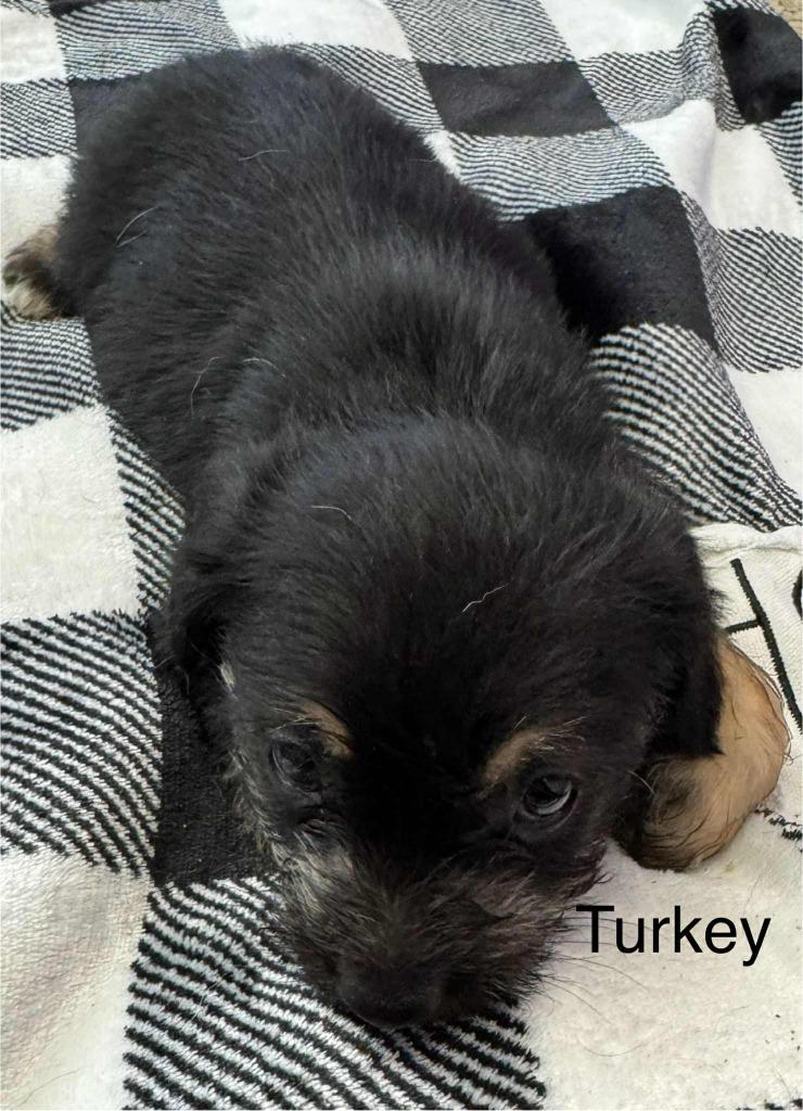 Turkey, a Adoptable mixed breed in Utica, MI image 3/3