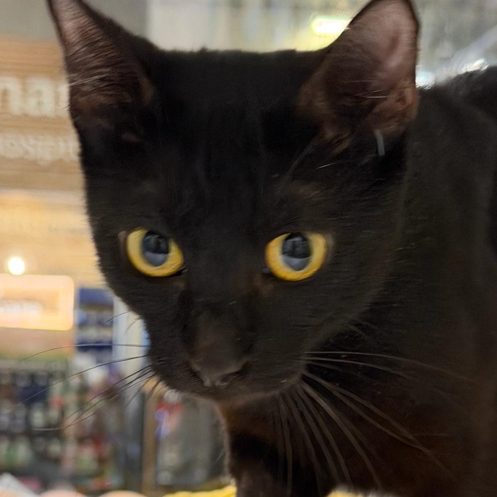 Pansy, Adoptable, Adult Female Domestic Short Hair.