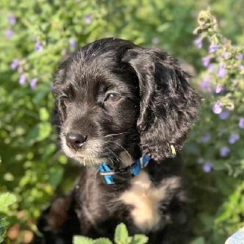Rigby K 26086, Adoptable, Puppy Male English Cocker Spaniel & English Springer Spaniel.