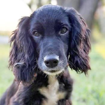 Enlarge Rigby K 26086, a Adoptable mixed breed in Parker, CO image 2/4