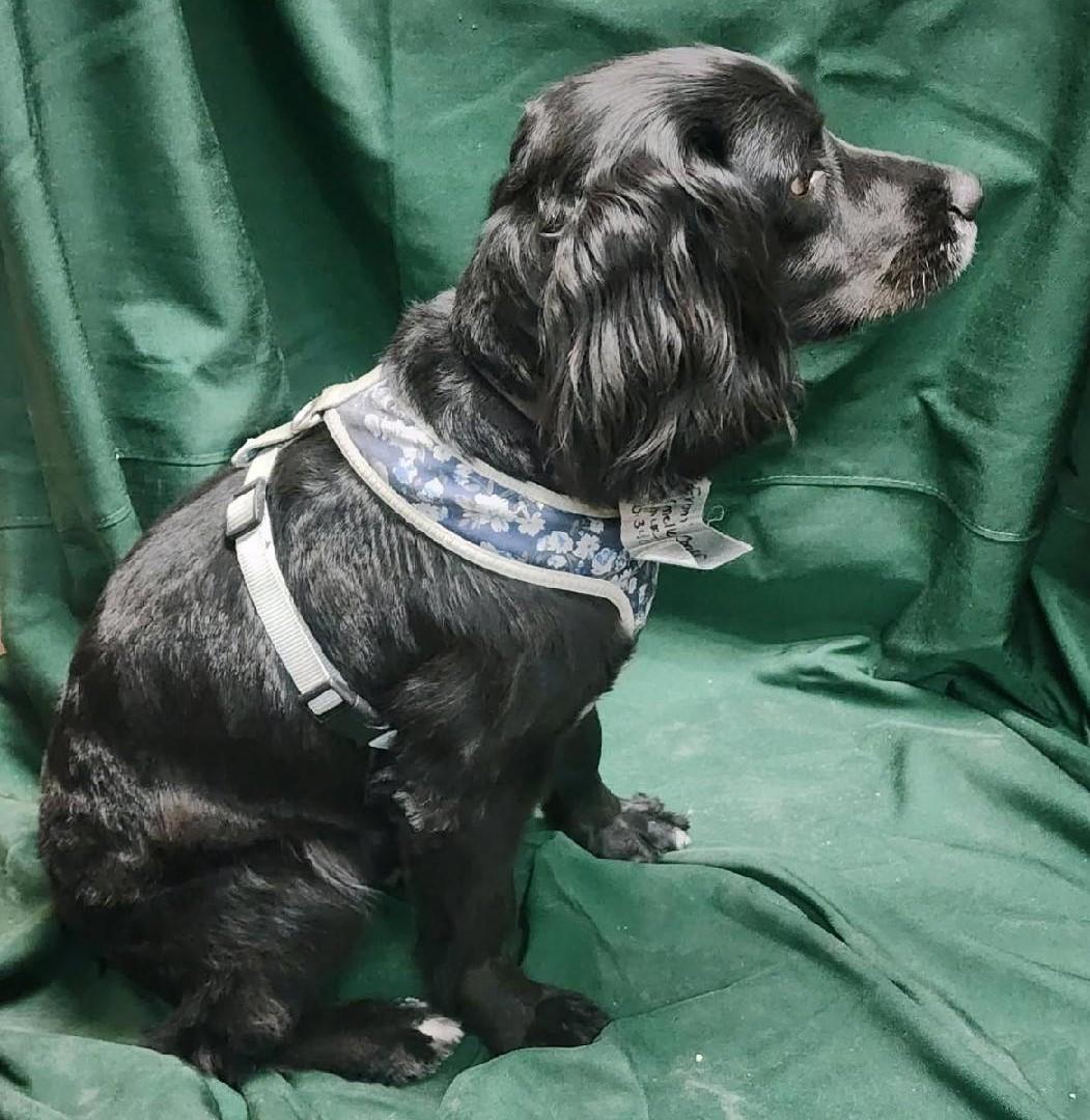 Enlarge Rigby K 26086, a Adoptable mixed breed in Parker, CO image 4/4