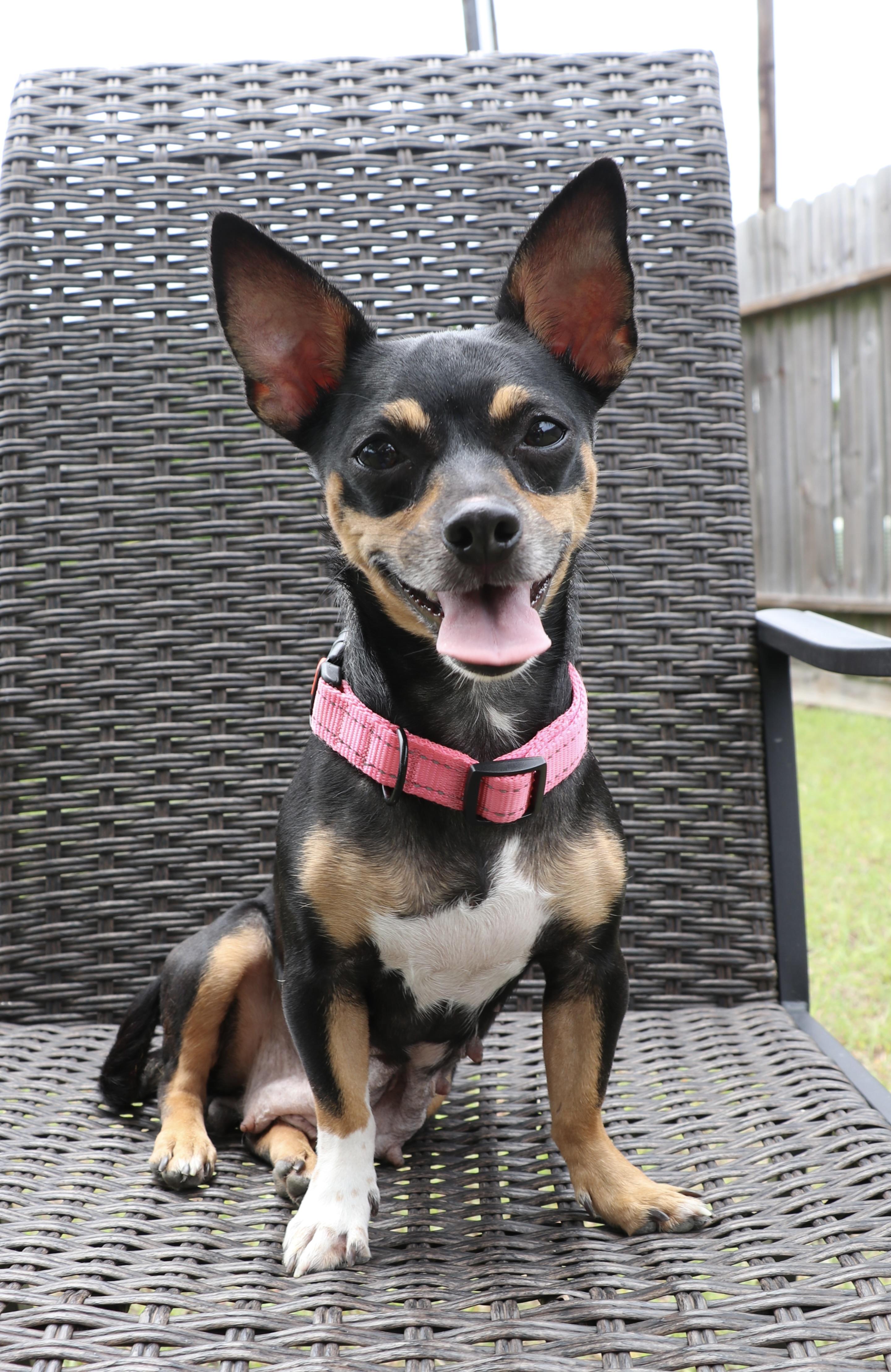 Chachi, an adopted mixed breed in North Bergen, NJ image 2/6
