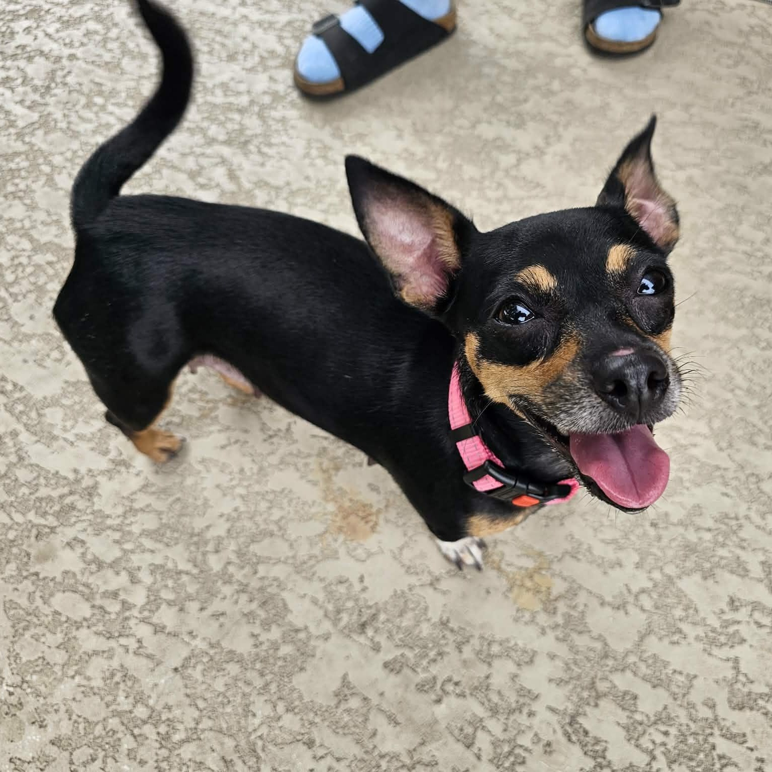 Chachi, an adopted mixed breed in North Bergen, NJ image 5/6