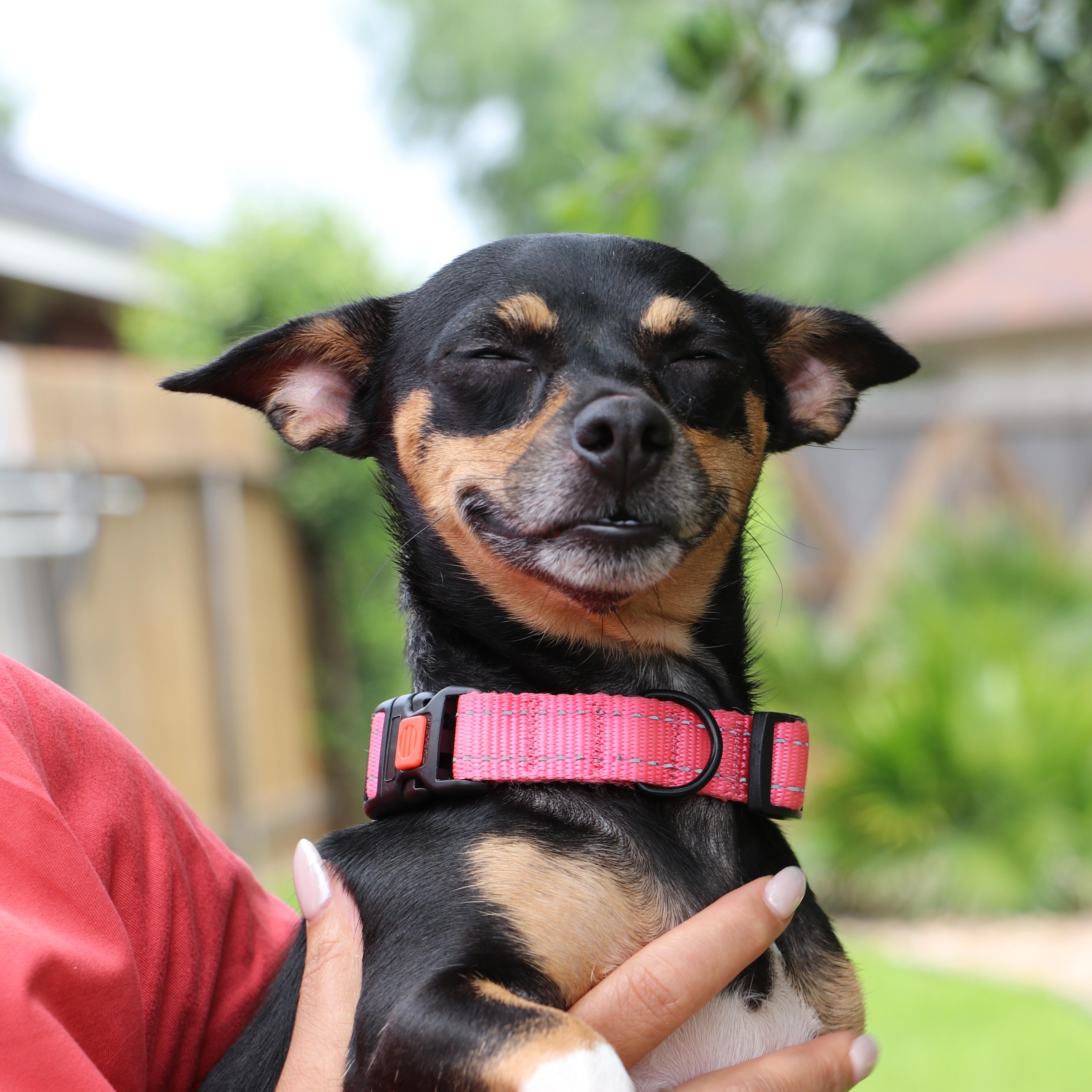 Chachi, adopted, Adult Female Chihuahua & Dachshund.
