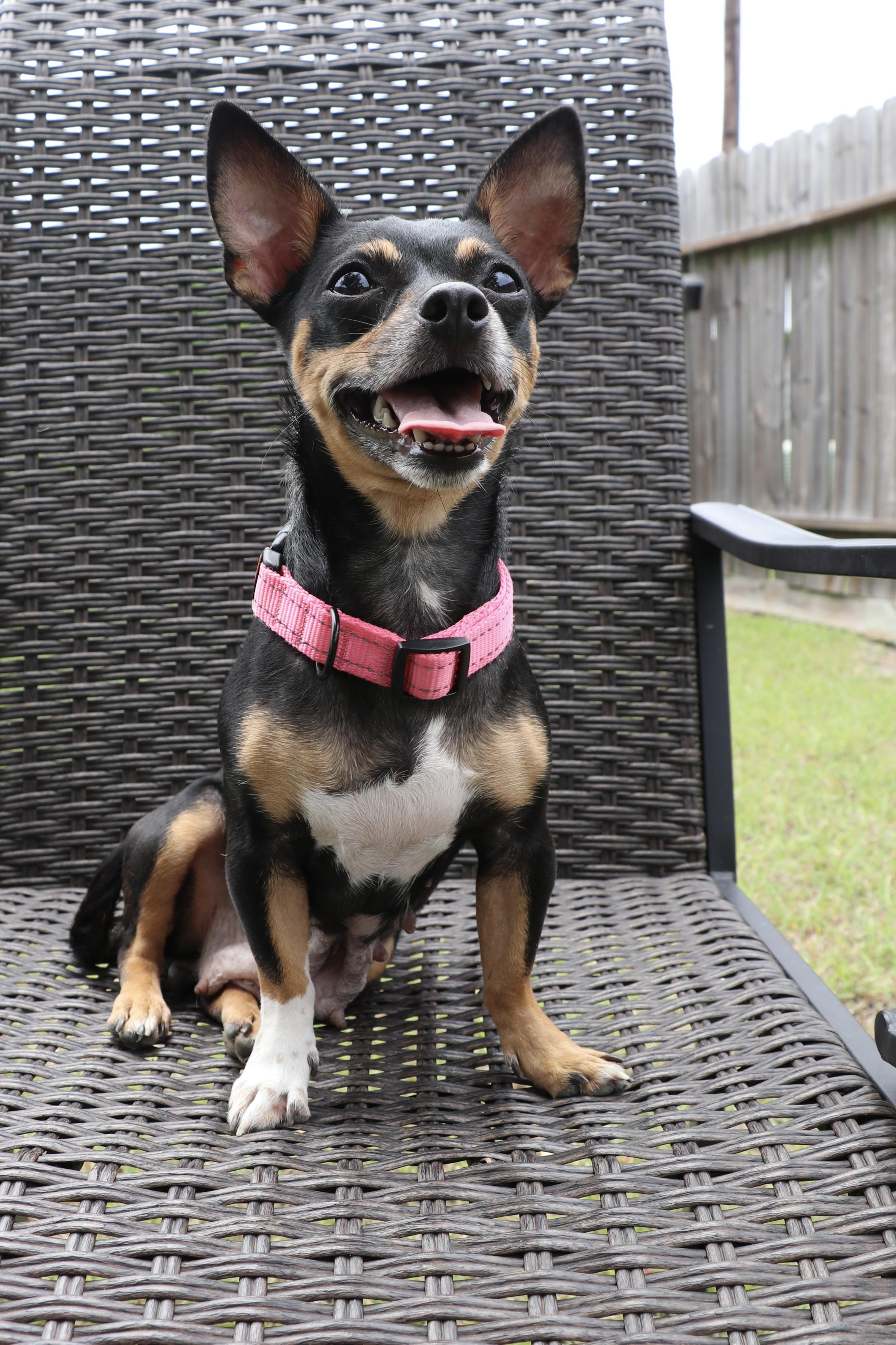 Chachi, an adopted mixed breed in North Bergen, NJ image 4/6