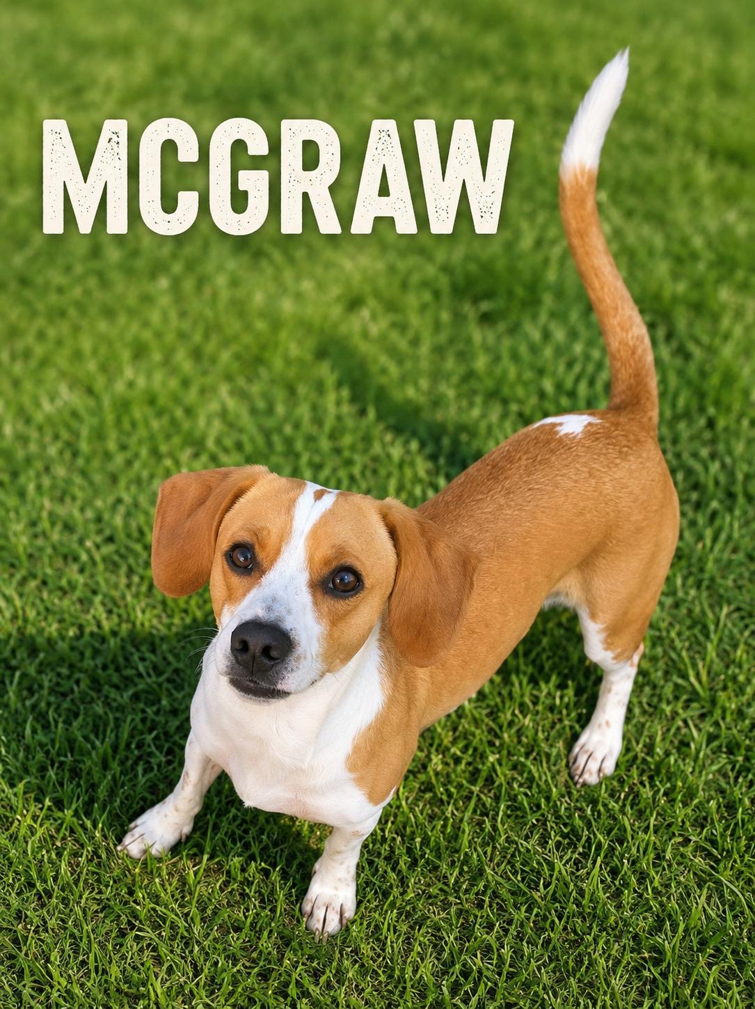McGraw, ADOPTABLE, Young Male Dachshund.