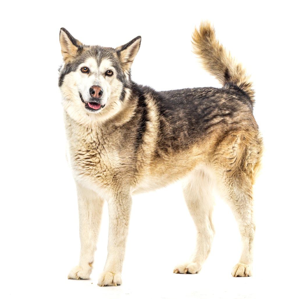 Shayla, Adoptable, Senior Female Siberian Husky.