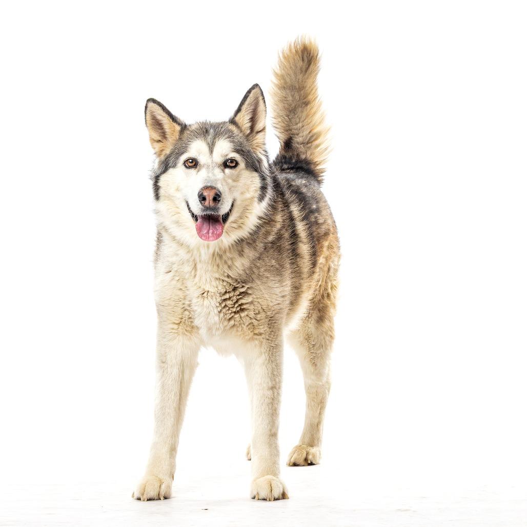 Shayla, a Adoptable Siberian Husky in Reno, NV image 2/4