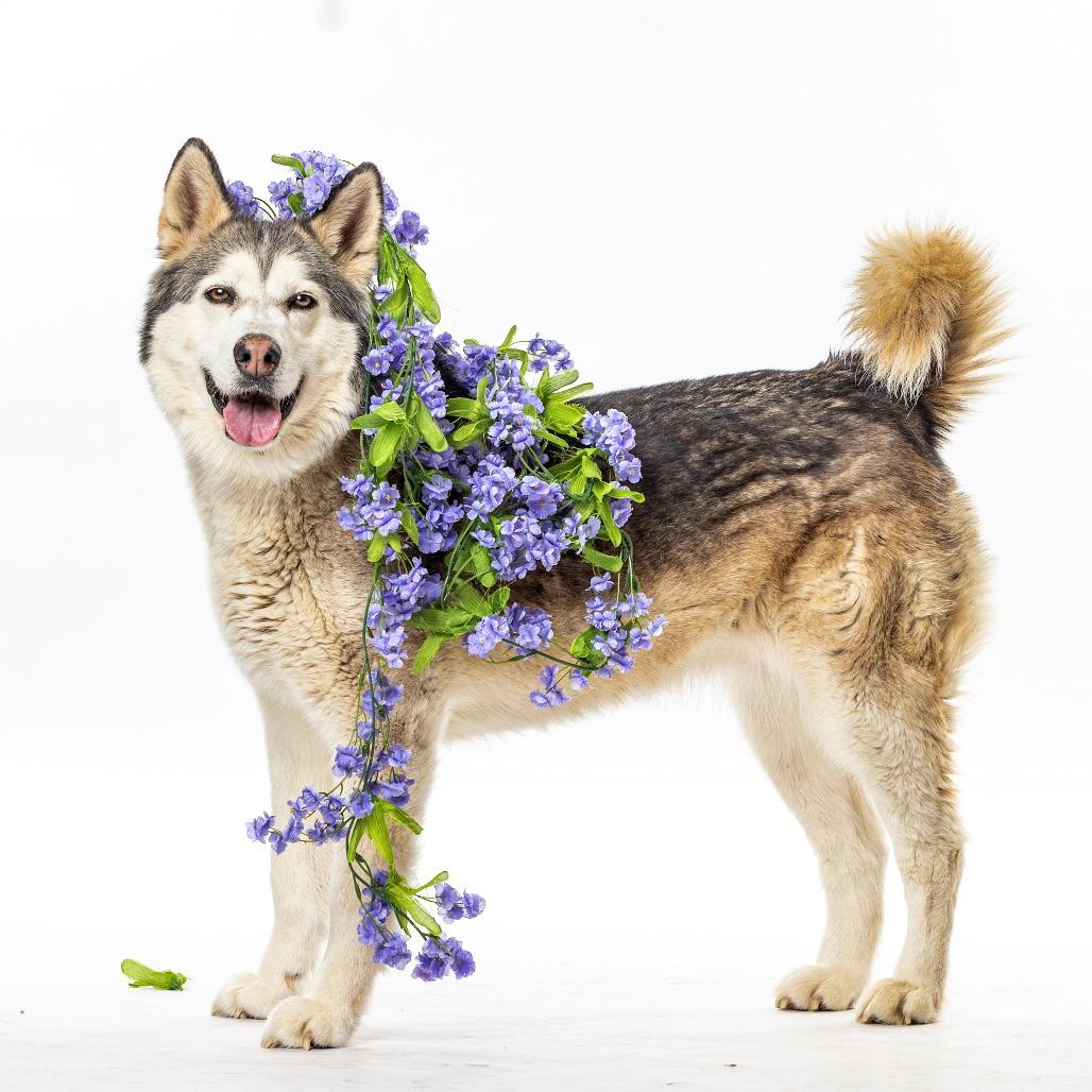 Shayla, a Adoptable Siberian Husky in Reno, NV image 3/4