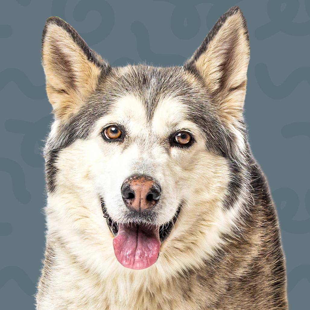 Shayla, a Adoptable Siberian Husky in Reno, NV image 4/4