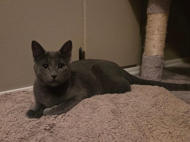 Enlarge Sky, a Adoptable Domestic Short Hair in Arlington, WA image 1/1