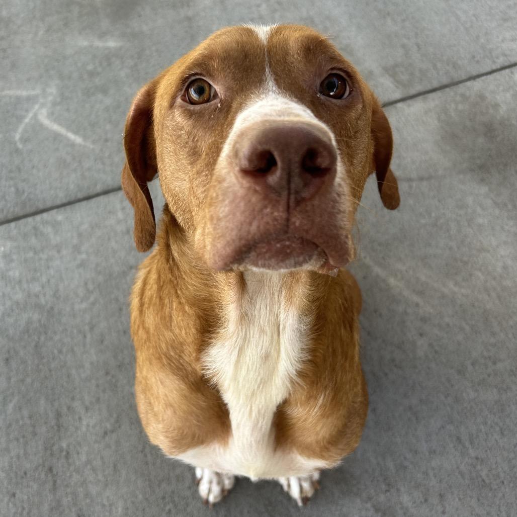 Arthur, Adoptable, Adult Male Hound & Mixed Breed.