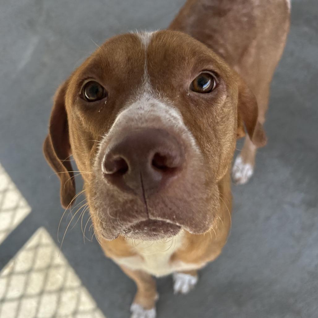 Arthur, a Adoptable mixed breed in Emporia, KS image 2/4