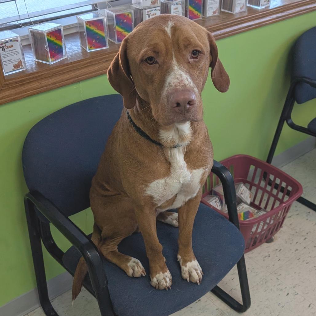 Arthur, a Adoptable mixed breed in Emporia, KS image 3/4