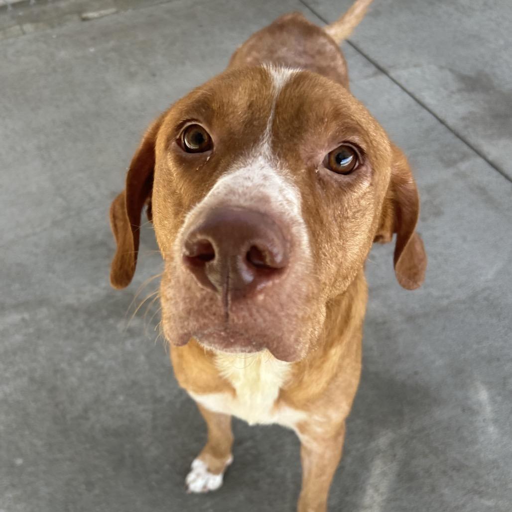 Arthur, a Adoptable mixed breed in Emporia, KS image 4/4