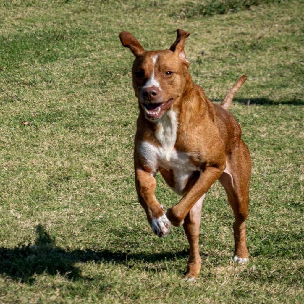 Enlarge Arthur, a Adoptable mixed breed in Emporia, KS image 5/6