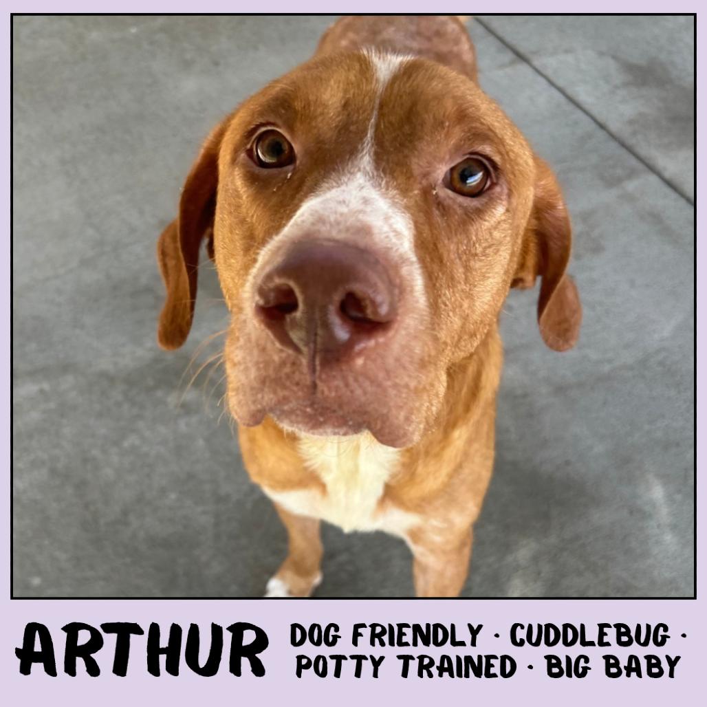 Enlarge Arthur, a Adoptable mixed breed in Emporia, KS image 6/6
