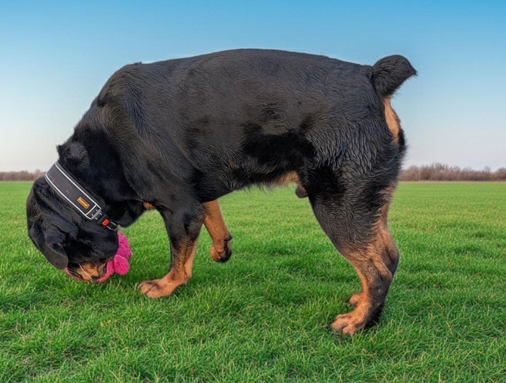 Enlarge Odin, a Adopted Rottweiler in Fort Myers, FL image 2/2