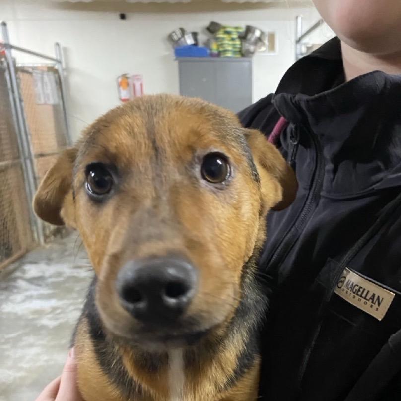 Dante, a Adoptable Dachshund in Hattiesburg, MS image 1/2