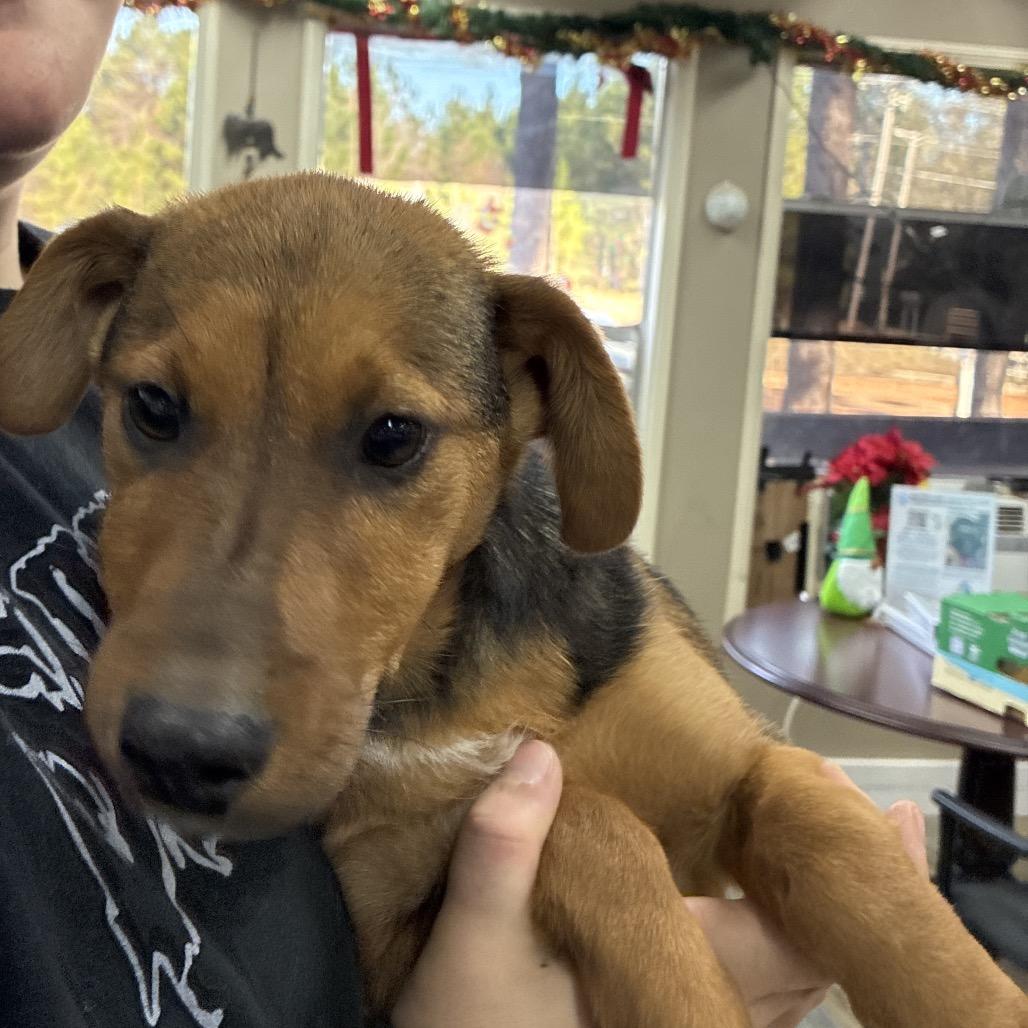 Dante, a Adoptable Dachshund in Hattiesburg, MS image 2/2