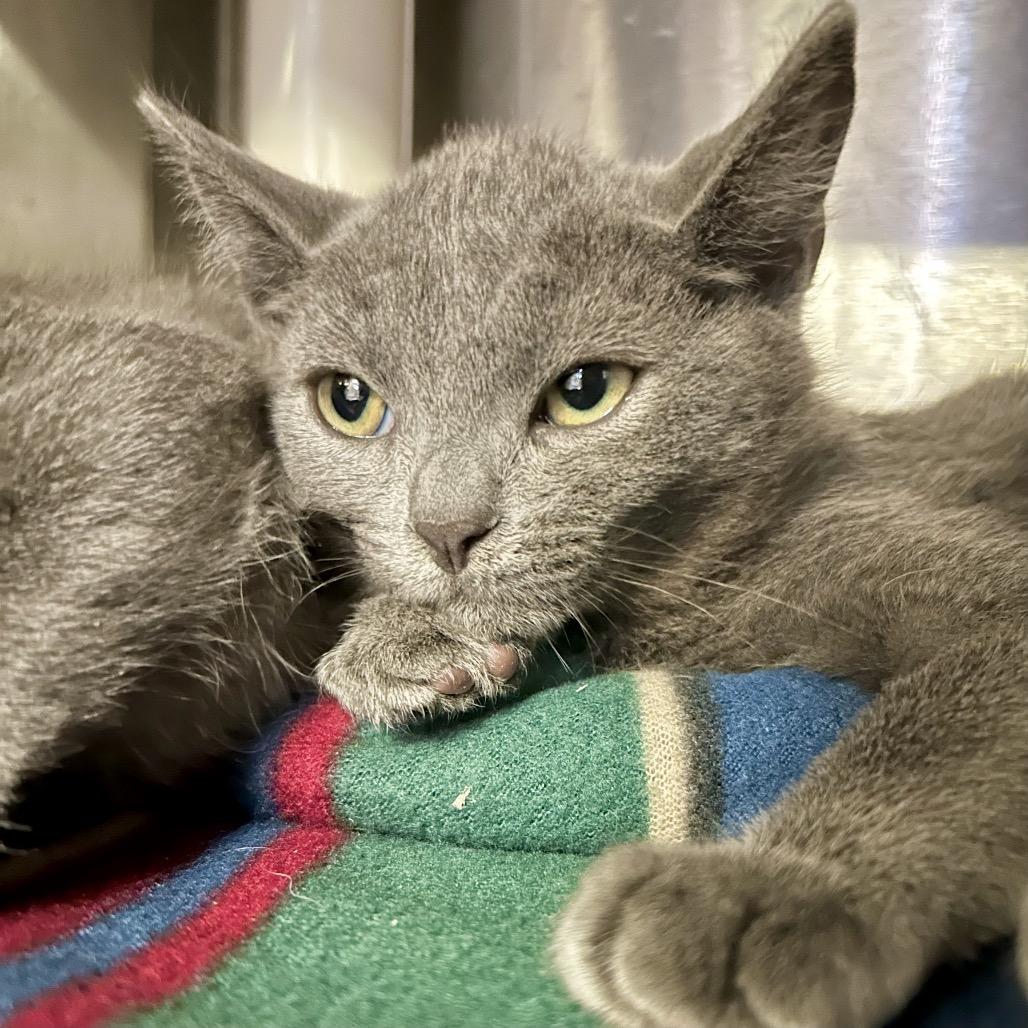 Enlarge Bippy*, a Adoptable Domestic Short Hair in San Gabriel, CA image 1/1