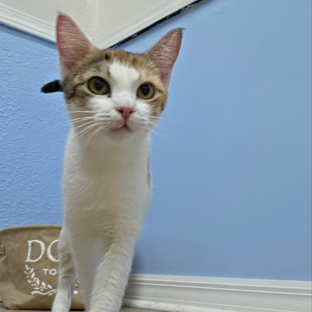 Kelly, Adoptable, Adult Female Domestic Short Hair.
