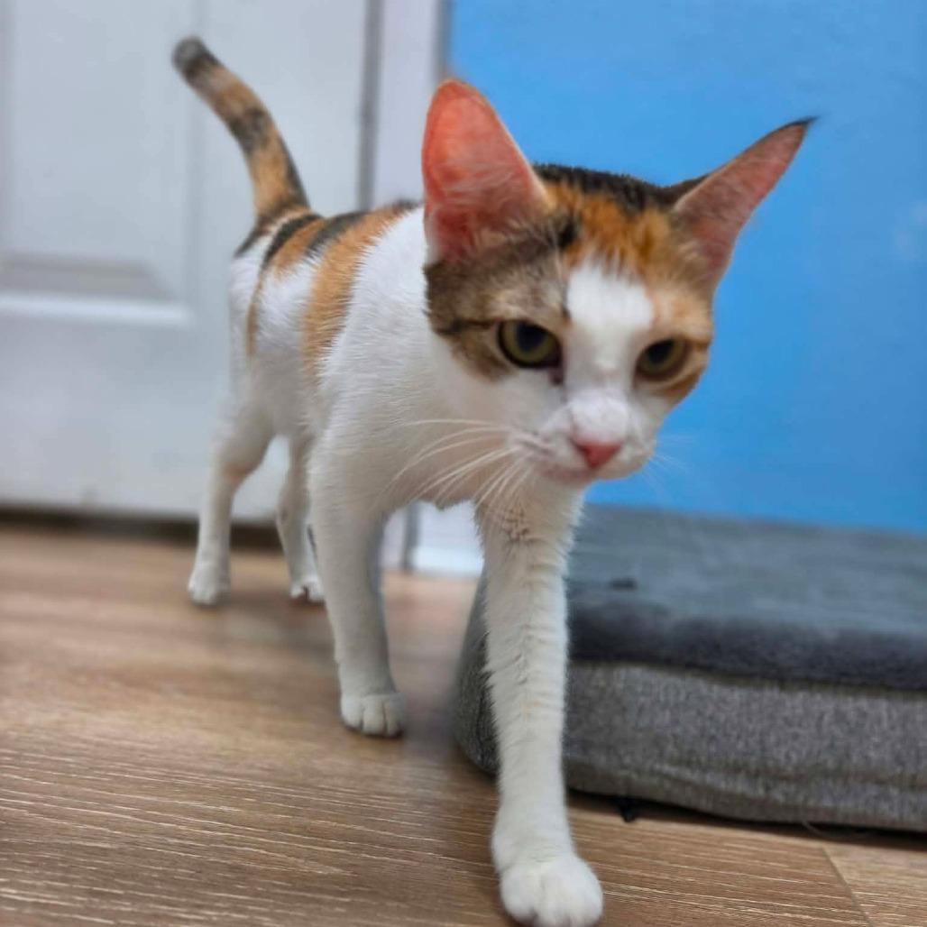 Enlarge Kelly, a Adoptable Domestic Short Hair in Seminole, FL image 2/4