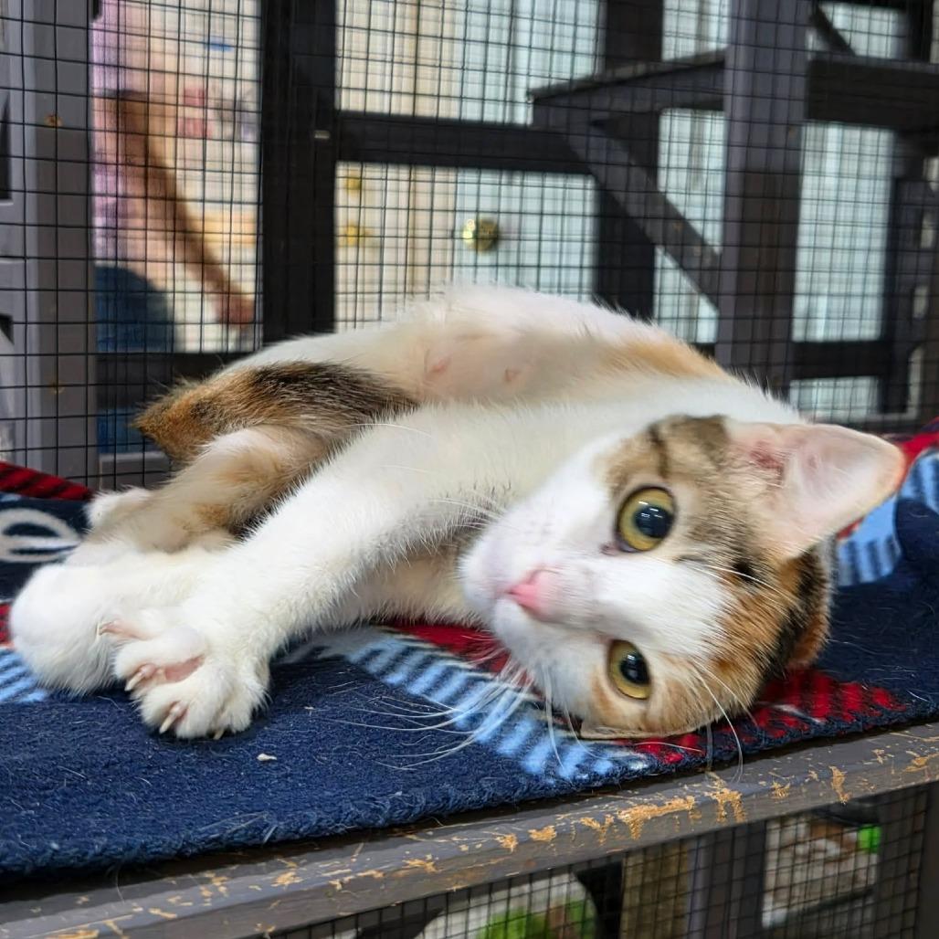 Enlarge Kelly, a Adoptable Domestic Short Hair in Seminole, FL image 3/4