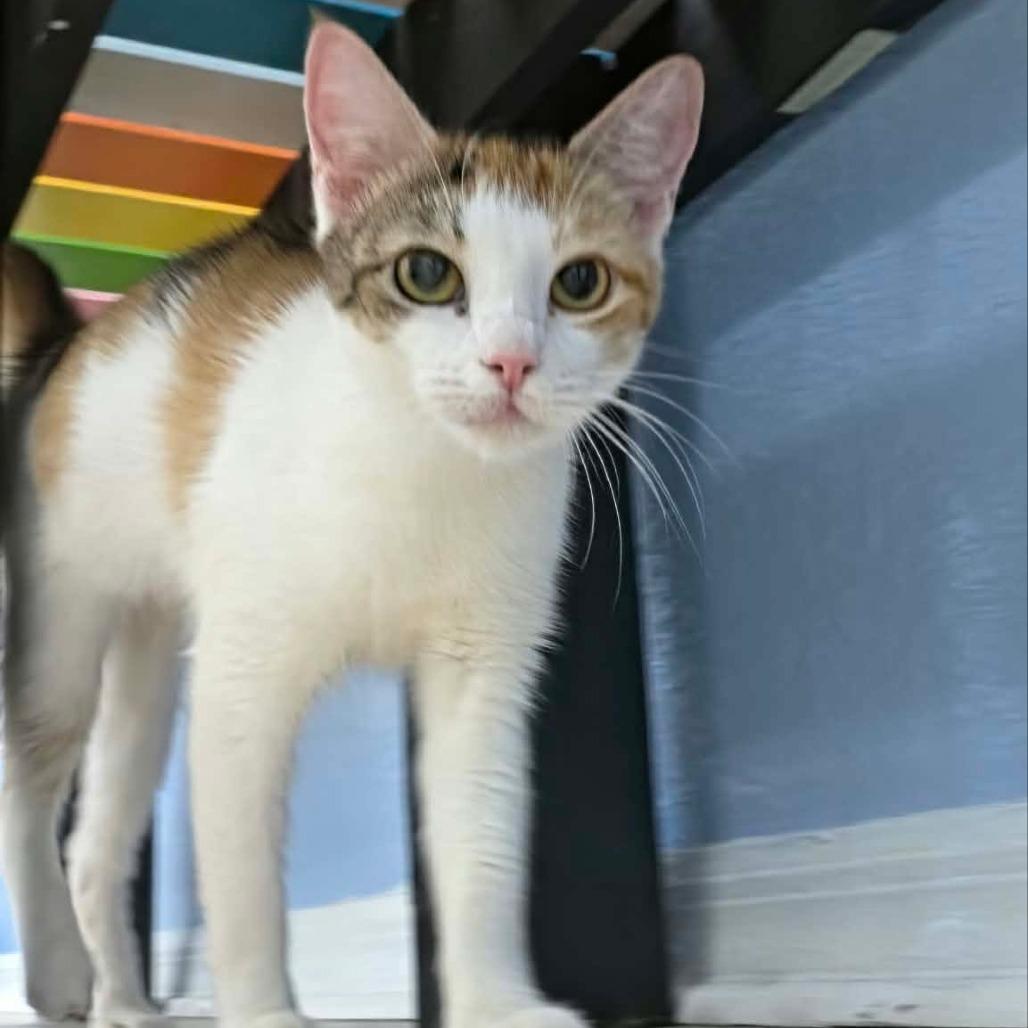 Enlarge Kelly, a Adoptable Domestic Short Hair in Seminole, FL image 4/4