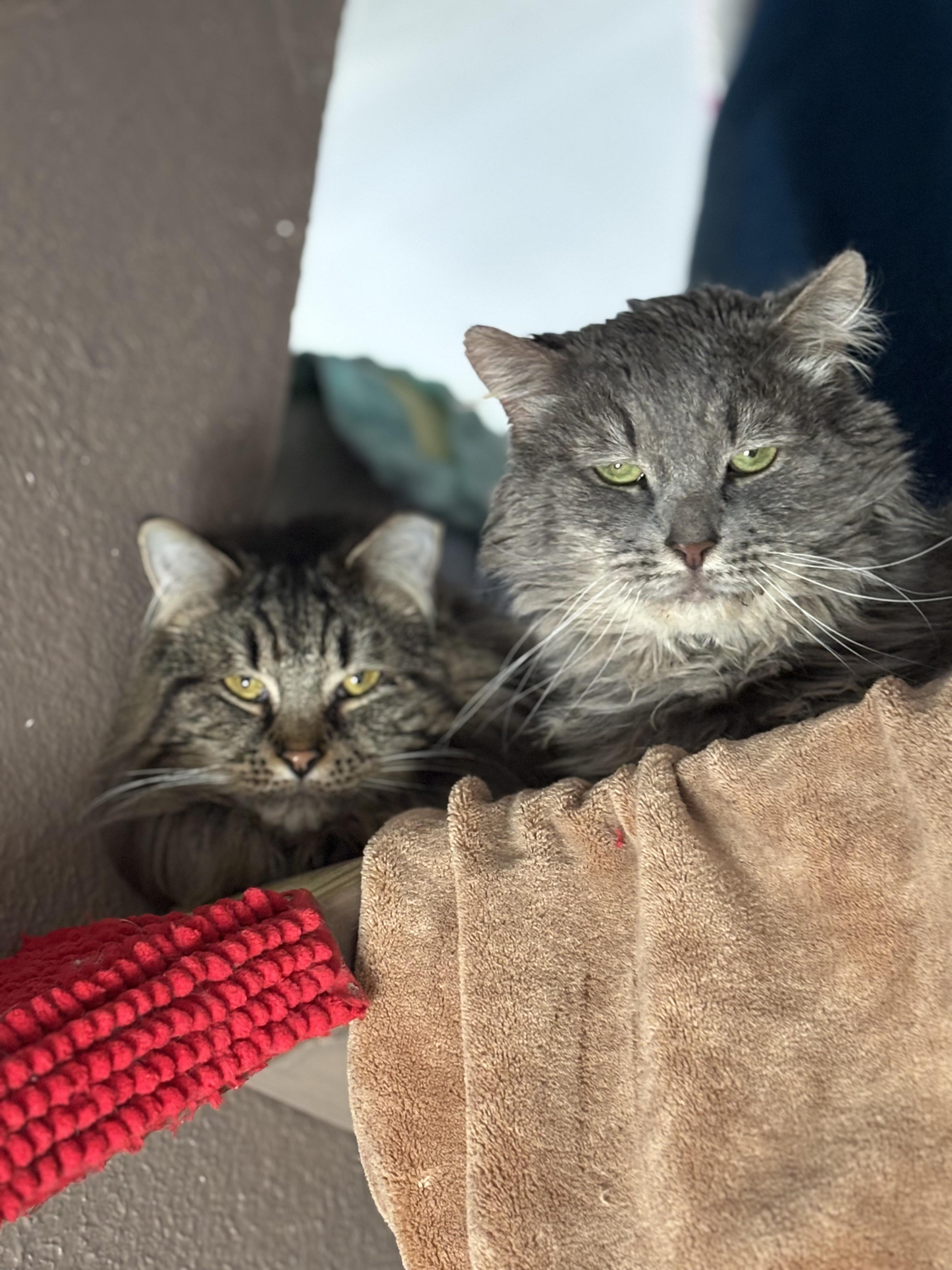 Enlarge Elvis & Prince, a Adoptable Domestic Long Hair in Pittsburgh, PA image 6/6